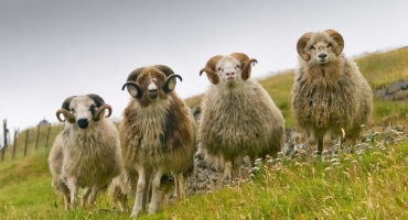 Ovčí farma: chov ovcí jako podnikání